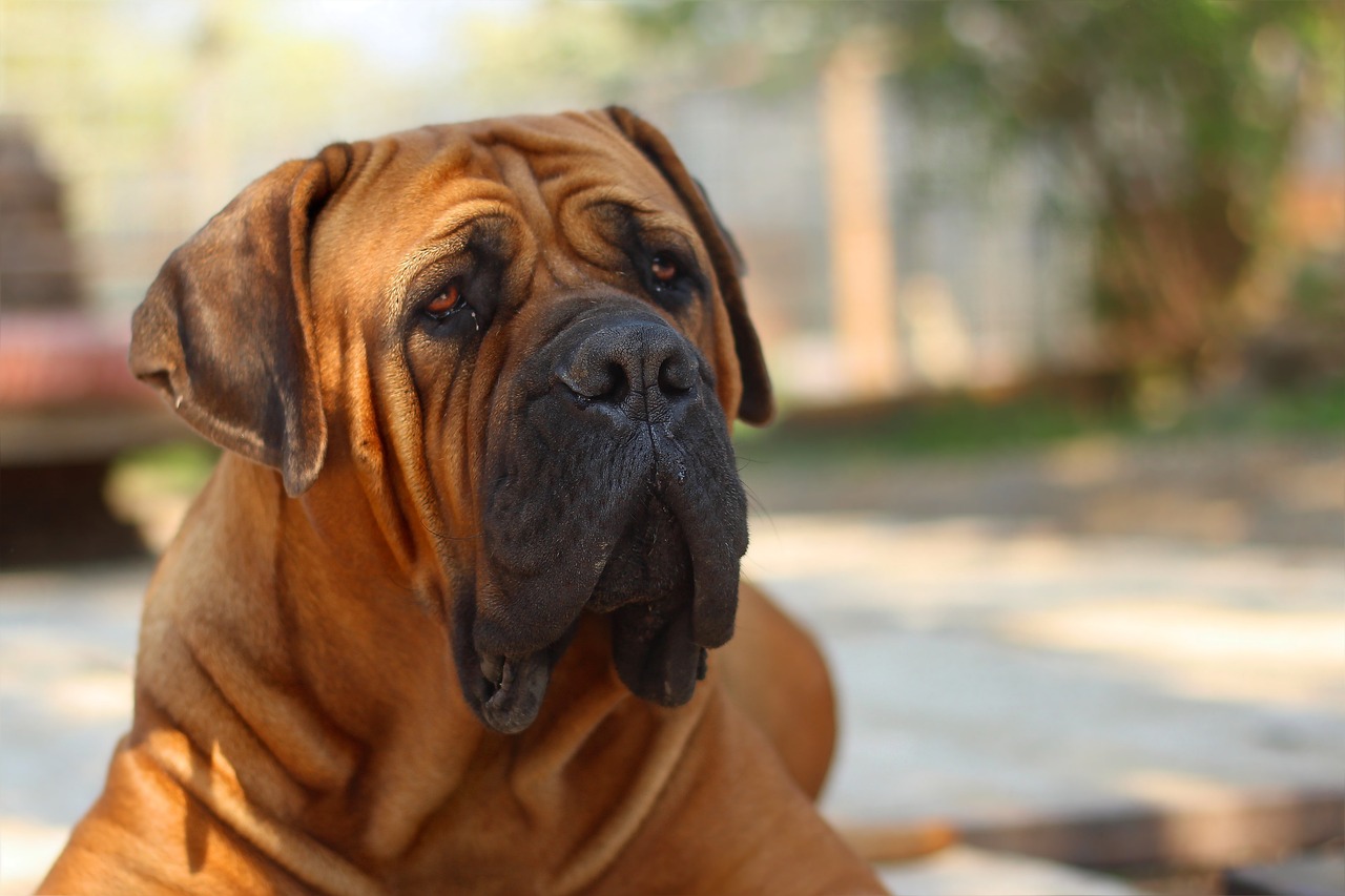 The Unique Features of the Neapolitan Mastiff